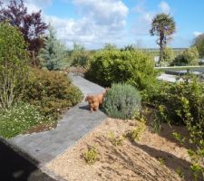 Il a fallu revoir ce petit détour dans le jardin , une maison s'est construite côté nord .paillis et  plantations de troène pour compléter la haie en suivant le chemin. la voisine veut mettre un mur anti bruit !!!aie aie aie