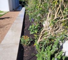 Plantation massifs de fleurs et lavande devant les Pandoreas