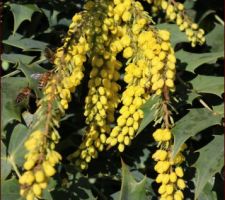 Déjà des abeilles ce 5 février en Haute-Savoie ! Mahonia Winter sun