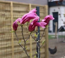 29 mars, le magnolia entrouvre ses bourgeons, c'est un étoilé, le Susan. Certaines années, le gel nocturne de fin mars, ou le retour de la neige en avril, avaient roussi et cuit  des boutons pas encore ouverts : adieu les fleurs !