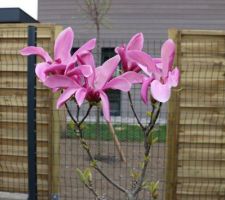 Ça y est, les fleurs sont ouvertes et s'agitent doucement sous la brise, quelle merveille ! Magnolia étoilé Susan, en remplacement d'un Rustica rubra qui avait péri en fin d'hiver