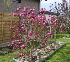 2 magnolias Cleopatra (fleurs en tulipes arrondies). Les boutons dodus commencent à s'ouvrir