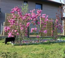 La petite panthère domestique surveille l'évolution des fleurs