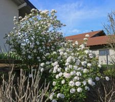 Dans le talus nord, 2 viornes de Burkwood (viburnum burkwoodii), variété Anne Russel car trrrès parfumées, et moins répandues que les Boules de neige