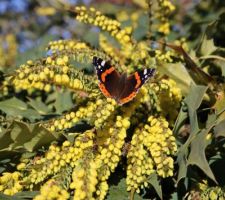 5 février, très utile ce mahonia Winter sun ! Comme le viburnum bodnantense Dawn qui fleurit rose en février, et le jasmin d'hiver...