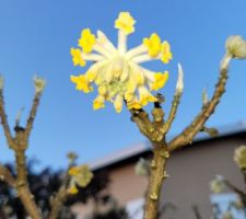 Fleurs apparaissant avant les feuilles et extrêmement  parfumées