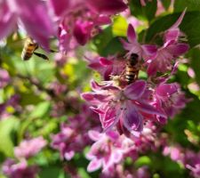 Détails de la floraison du kolkwitzia amabilité ou buisson de beauté