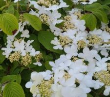 Détail des fleurs du viburnum plicatum lanarth