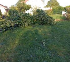 Taille des lauriers et de la vigne pour apporter de la perspective sur le terrain