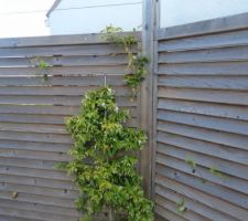 un jour petit jasmin deviendra grand pour courir sur le cable d'acier