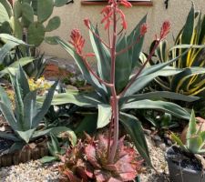 Fleurs d?Aloe Vera