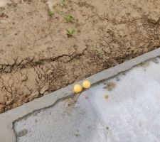 Un chat est venu laisser son empreinte