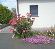 Petit rosier qui grandissait péniblement en Bretagne, déplacé en charente maritime quand je me suis expatriée....et qui profite du soleil charentais pour s'épanouir chaque année