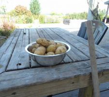 Mes premieres pommes de terre : la récolte sous un seul plant .