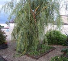 Pauvre saule pleureur l'orage de la nuit t'a foudroyé a moins que ce ne soit les vents et la grêle !