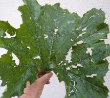 Les courgettes sont elles récupérables...................