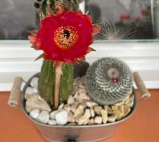 Cactus en fleurs