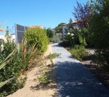 Sable sur 20 cm d'épaisseur à gauche du chemin  et deux metres de largeur . un travail colossal de 80 brouettes en deux jours ! je suis épuisée