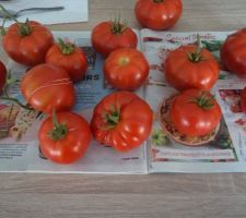 Le voisin parti pour 6 semaines et me voilà avec deux potagers à gérer . sous la serre j'ai trouvé ces tomates  bien mûres . délicieuses