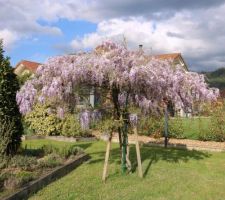 Glycine en arbre issue de semis, joli étalement cette année !