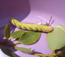 La chenille qui fait ses crottes ...j'ai trouvé , elle fait le tour du quartier pour montrer aux enfants et elle retournera dans son solanum