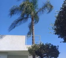 Palmier qui traverse la terrasse du premier étage par un trou de 90 cm. Planter en 2019, il a bien grandit