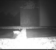 Squatteur vivant sous la terrasse