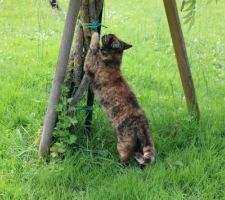 Scritch, scratch, le fauve en herbe profite de son grattoir naturel