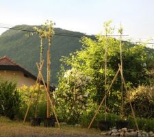 Des "arbres fabriqués" issus de boutures : laissé monter le tronc, coupé les rejets latéraux. Coupé la tête, puis naît le début des branches (en 3 ou 4 ans, essai pour s'amuser)