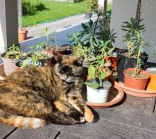 Sur la table, veille (ou sommeille) le gardien des boutures