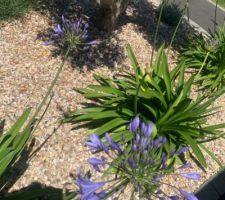 Jardin terminé plantes Pépinière Bonneau