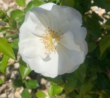 Jardin terminé plantes Pépinière Bonneau