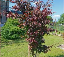 Parrotia de Perse au feuillage pourpré