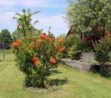 Un méditerranéen égaré en Hte-Savoie : grenadier à fleurs doubles, d'un orangé vitaminé