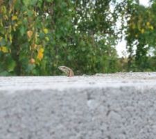 Les petits habitants des murs observent les travaux.