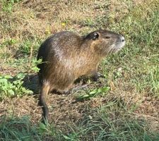 Ragondin se baladant dans le jardin. Par où est-il entré ?
