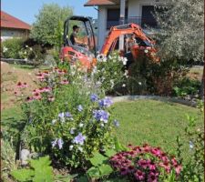 Vroum, frôlant les voliges du massif...
Espion en vue : Un plant de courge s'est glissé parmi les fleurs