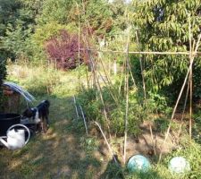 Un bout du potager de cet été