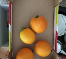 Petite récolte de courgettes