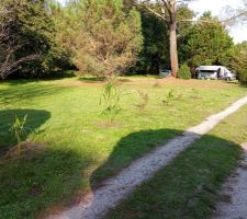 Nouvelle plantation de palmier et lilas des indes