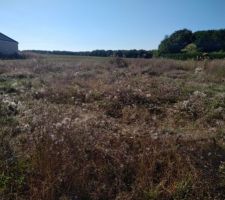 Débroussaillage du terrain