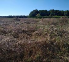 Débroussaillage du terrain