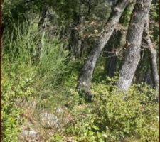 Notre terrain mais il ressemble plus &agrave; un bois