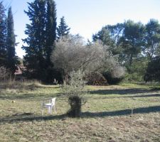 Vue en arrivant sur le terrain les oliviers vont devoir &ecirc;tre d&eacute;plac&eacute;s