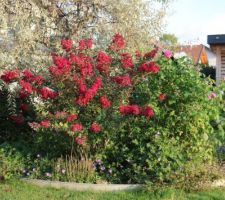 Caspica gris et lagerstroemia rose pourpré, variété Red imperator