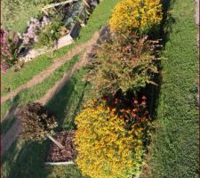 Rudbeckias, abélia et échinacées