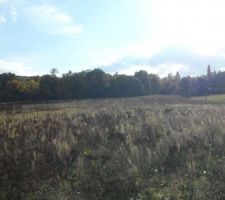 Au fond la forêt .....pour toujours !!