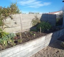 Jardinières XXL nord avant finitions on y voit encore le jasmin étoilé et la bignone