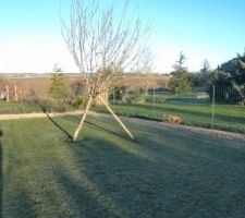 Le paysagiste devait passer replanter le poteau il n'est pas venu alors j'ai emprunté une masse a un voisin et remis le poteau planté plus près du tronc en oblique