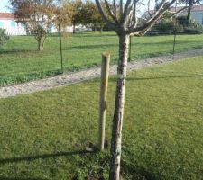 Le poteau remis en place je n'ai pas assez de force pour redresser le prunier..donc patience je réfléchis comment faire pour attacher le prunier sur le poteau !